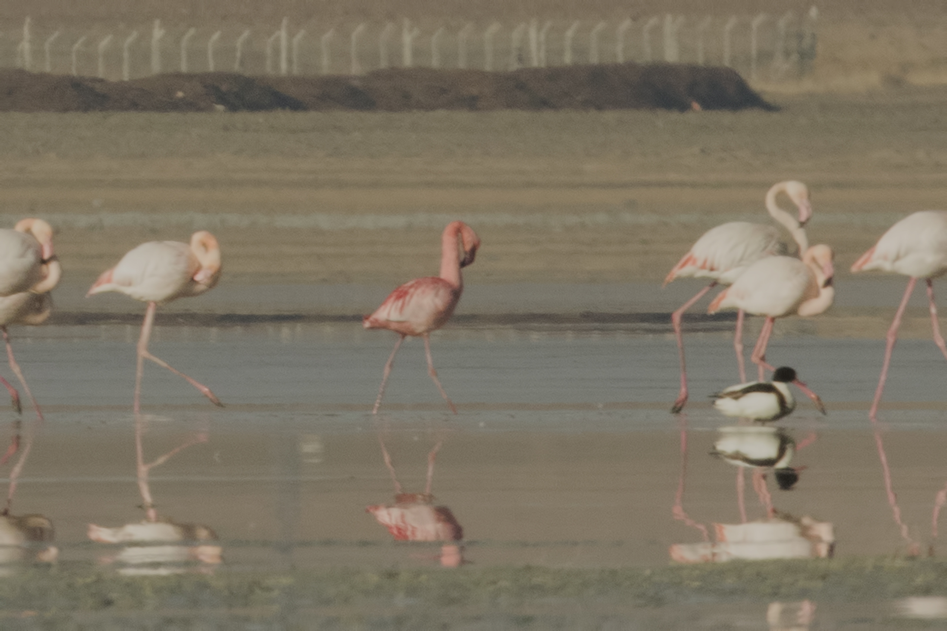 Lesser Flamingo — Ana fotoğraf